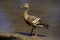 Plumed Whistling Duck, dendrocygna eytoni, Adult standing in Water, Australia