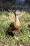 the plumed whistling duck is in the grass