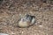 the plumed whistling duck is resting on bark