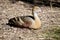 The plumed whistling duck is walking in the forest