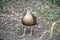 the plumed wistling duck is walking looking for food