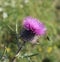 Plumeless thistle Carduus acanthoides