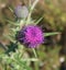 Plumeless thistle Carduus acanthoides