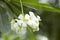 Plumeria Acutifolia Flowers