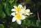 Plumeria Acutifolia Flowers