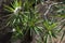 Plumeria alba blooming on Caribbean island