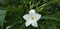 Plumeria alba flower amazing flower