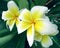 Plumeria also known as frangipani flowers in bloom