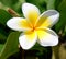 Plumeria also known as frangipani flowers in bloom