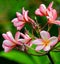 Plumeria also known as frangipani flowers in bloom