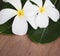 Plumeria aromatherapy flower