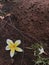 Plumeria bloom on dirt trail