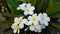 Plumeria bloom with their white and yellowish in the middle