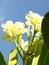 Plumeria blossom on blue sky