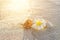 Plumeria blossom and shell on sunset sand beach with copy space