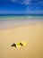 Plumeria blossoms lie on white sand