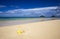 Plumeria blossoms on a tropical beach