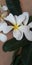 Plumeria  champa Frangipani White Natural Plant& x28;Pot Included& x29;