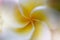 Plumeria close up on background