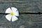 Plumeria On Cracked Textured Wood