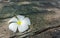 Plumeria On Cracked Textured Wood In Shadow Of The Tree