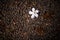 Plumeria fall on the stone floor common name Frangipani. white flower with brown soil background