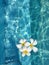 Plumeria floats in the pool. White flower and clear blue water. Tropical concept. Vertical, top view, copy space