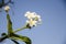 Plumeria flower.