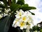 Plumeria flower is blooming in the day