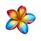 Plumeria Flower: Captivating Red, Yellow, and Blue Illustrations for Chic Designs.