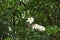 Plumeria flower desert rose white beautiful on the tree Common name Apocynaceae, Frangipani , Pagoda ,Temple