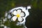Plumeria flower (Frangipani) floating on the surface of the water