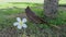Plumeria Flower on Grass with Dry Leaf
