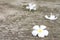 Plumeria flower lay on concrete floor