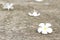 Plumeria flower lay on concrete floor