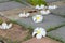 Plumeria flower lay on concrete floor