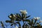 Plumeria flower with nature background