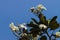 Plumeria flower with nature background