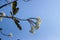 Plumeria flower with nature background