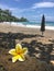 Plumeria flower on the Ocean scene in maui hawaii