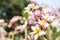 Plumeria flower over blurred background with vintage morning warm light, spring season concept