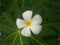 The plumeria flower on a papaya leaf.