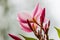 Plumeria flower pink and white frangipani tropical flower, plume