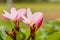 Plumeria flower pink and white frangipani tropical flower, plume