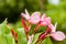 Plumeria flower pink and white frangipani tropical flower, plume