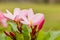 Plumeria flower pink and white frangipani tropical flower, plume