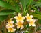 Plumeria flower pink;yellow flower  Plumeria flower with garden nature background .flower ` Hawai in calm veiw