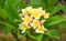 Plumeria flower  Plumeria flower with garden nature background .flower ` Hawai in calm veiw