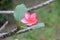 Plumeria flower red or desert rose beautiful on tree Common name Apocynaceae, Frangipani, Pagoda, Temple