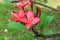 plumeria flower red or desert rose beautiful on the tree ( Common name Apocynaceae,Frangipani, Pagoda,Temple )